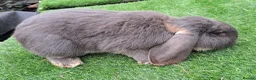 Continental Giant rabbits for sale: Super Stud Bunnies Health checked and Vaccinated  - Advert 16