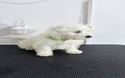 West Highland Terrier dogs for sale: West Highland Terrier - KC registered  - Image 7