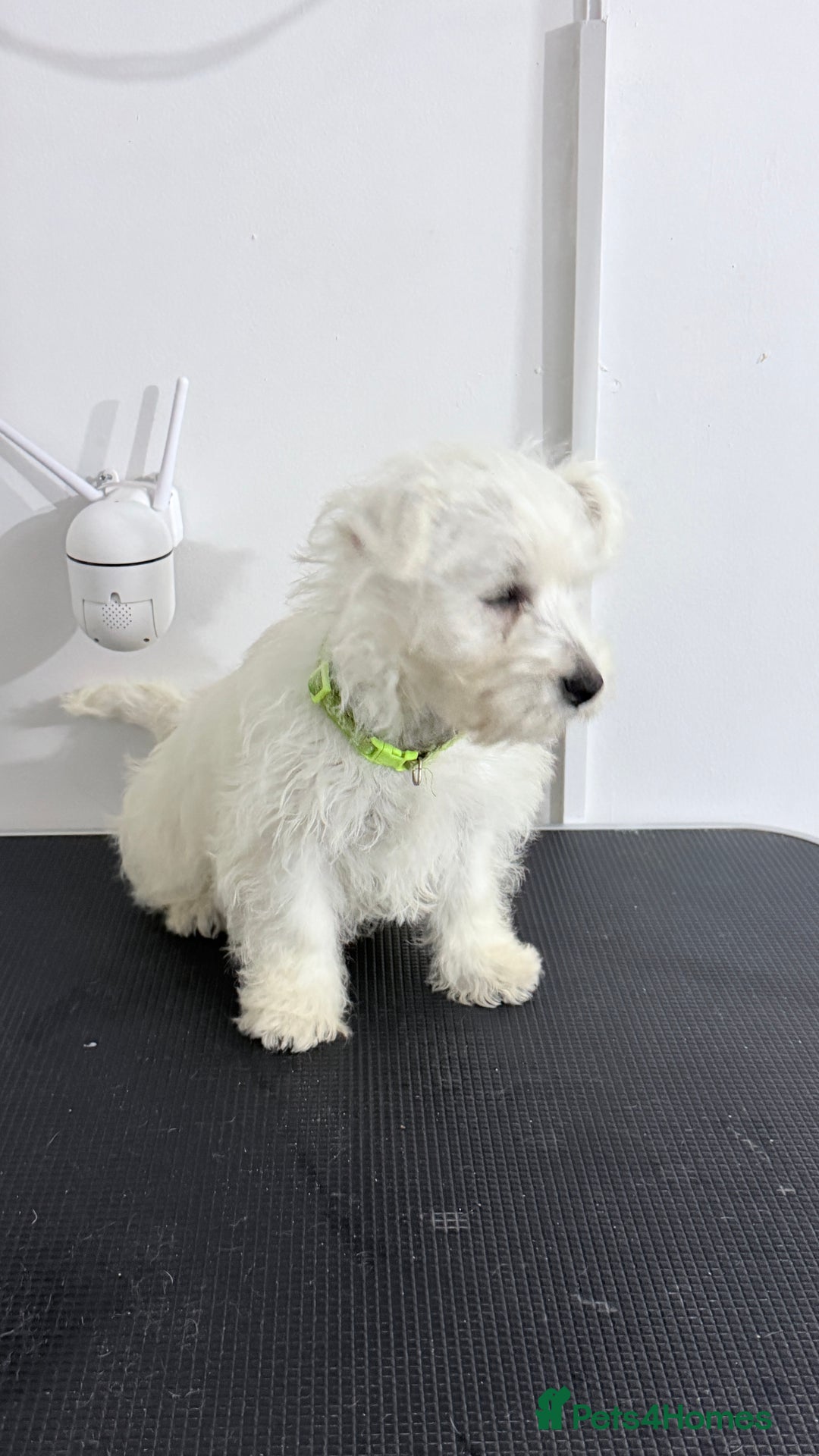 West Highland Terrier dogs for sale: West Highland Terrier - KC registered  - Image 7