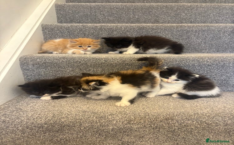Mixed Breed cats - Advert 5