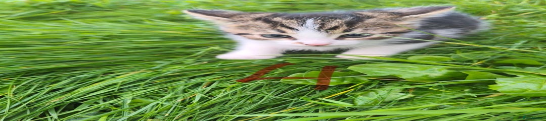 Domestic Shorthair Kitten 4