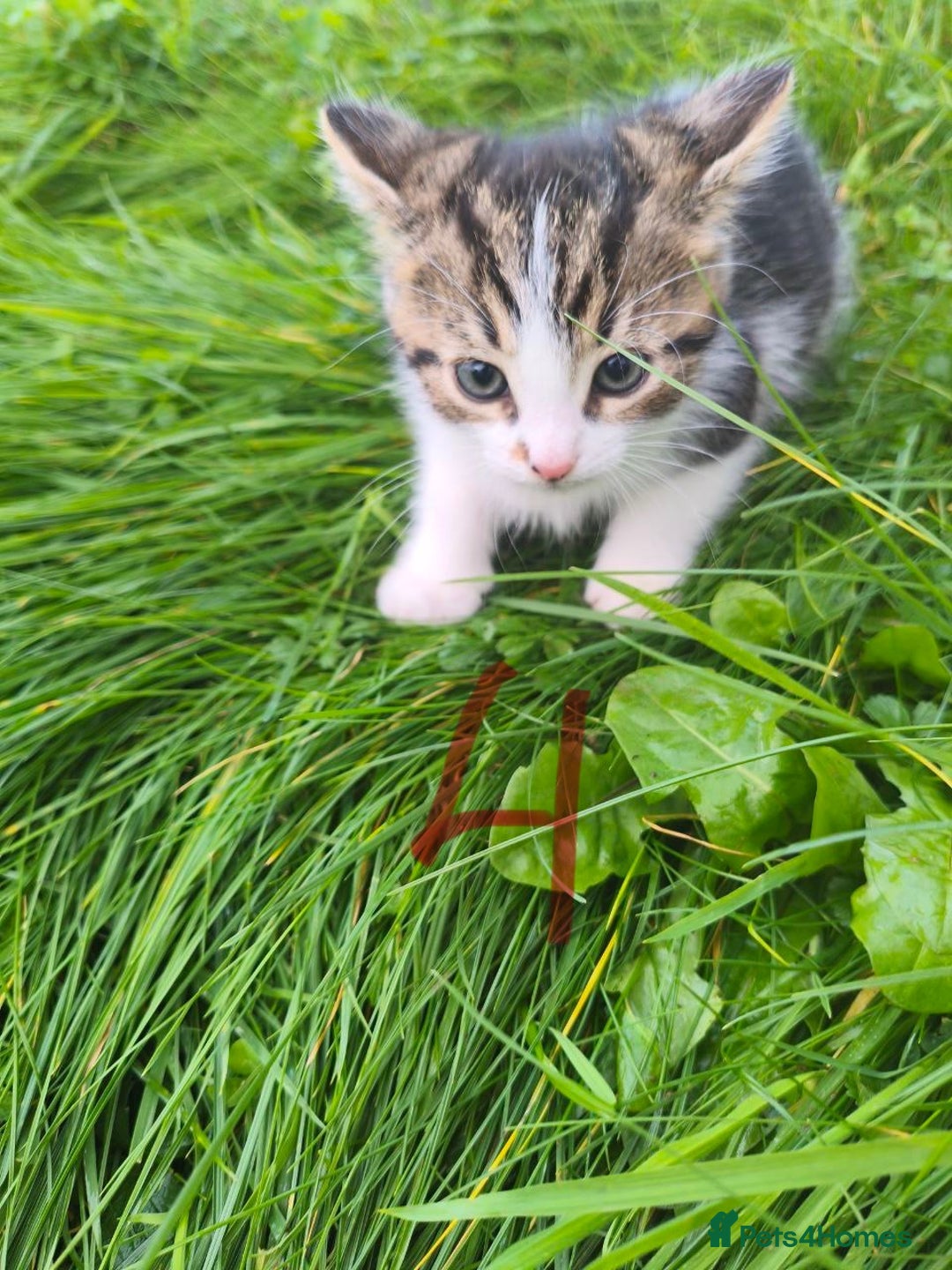 Domestic Shorthair cats for sale: Adorable Kittens Looking for Loving Homes 🐾 - Image 12
