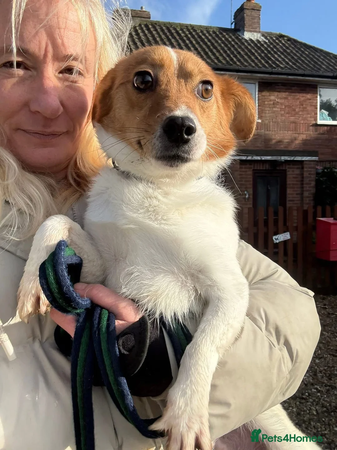 Mixed Breed dogs for adoption: Salt - Norwich Norfolk  - Advert 11