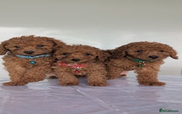 Miniature Poodle dogs for sale: Red miniature poodle puppies!! in Stafford - Image 1