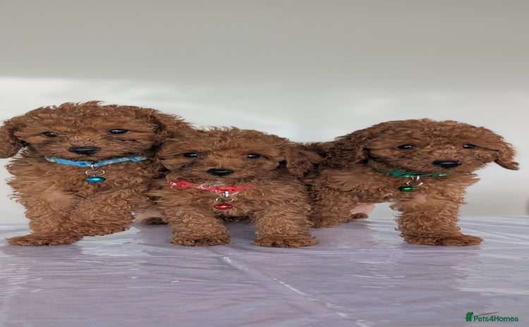 Miniature Poodle dogs in Stafford - Advert 3