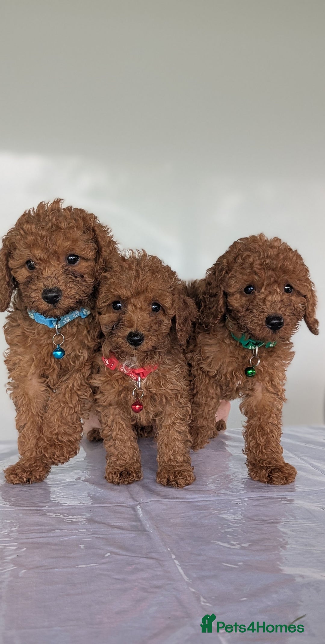 Miniature Poodle dogs for sale: Red miniature poodle puppies!! in Stafford - Image 1