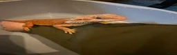 Bearded Dragon reptiles for sale: Red bearded dragon and set up in Runcorn - Advert 4