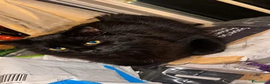British Female Longhair 🖤