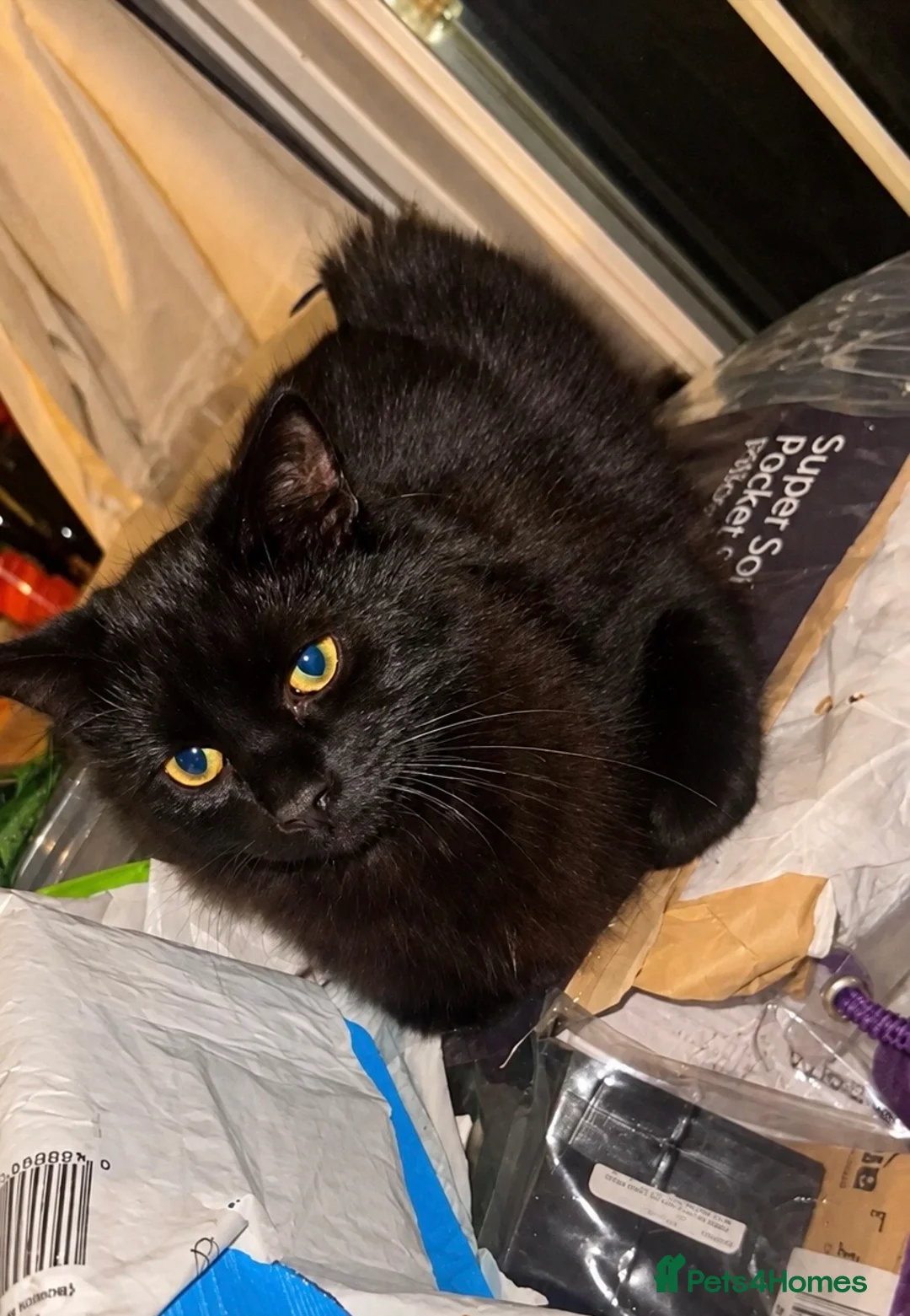 British Longhair cats for sale: Beautiful Black Longhair Female 🖤 in Birmingham - Advert 2