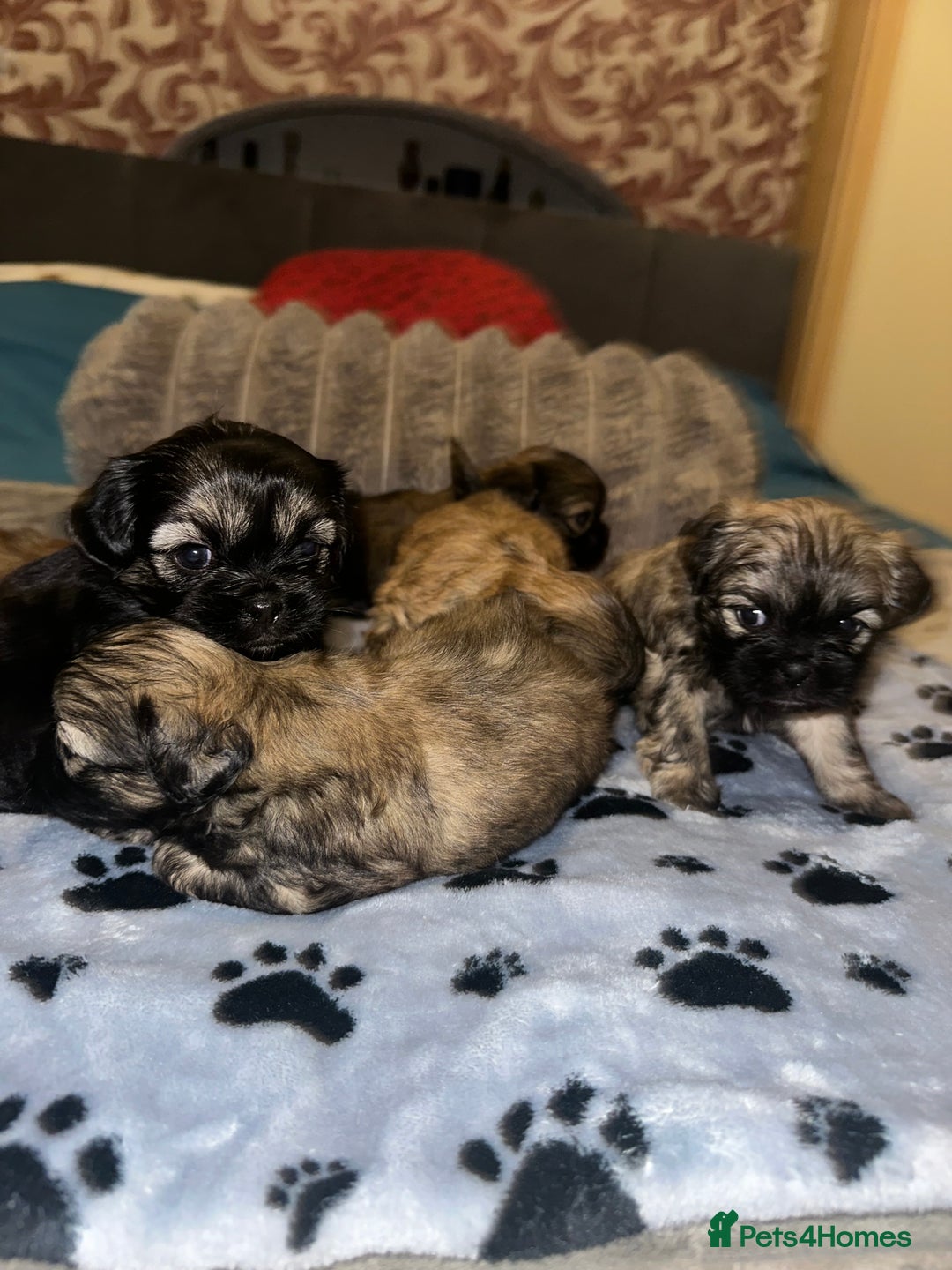 Shihpoo dogs for sale: Shihpoo 6 girls  - Advert 3