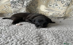 Lurcher dogs for sale: Beddy/whippet/greyhound  - Advert 5