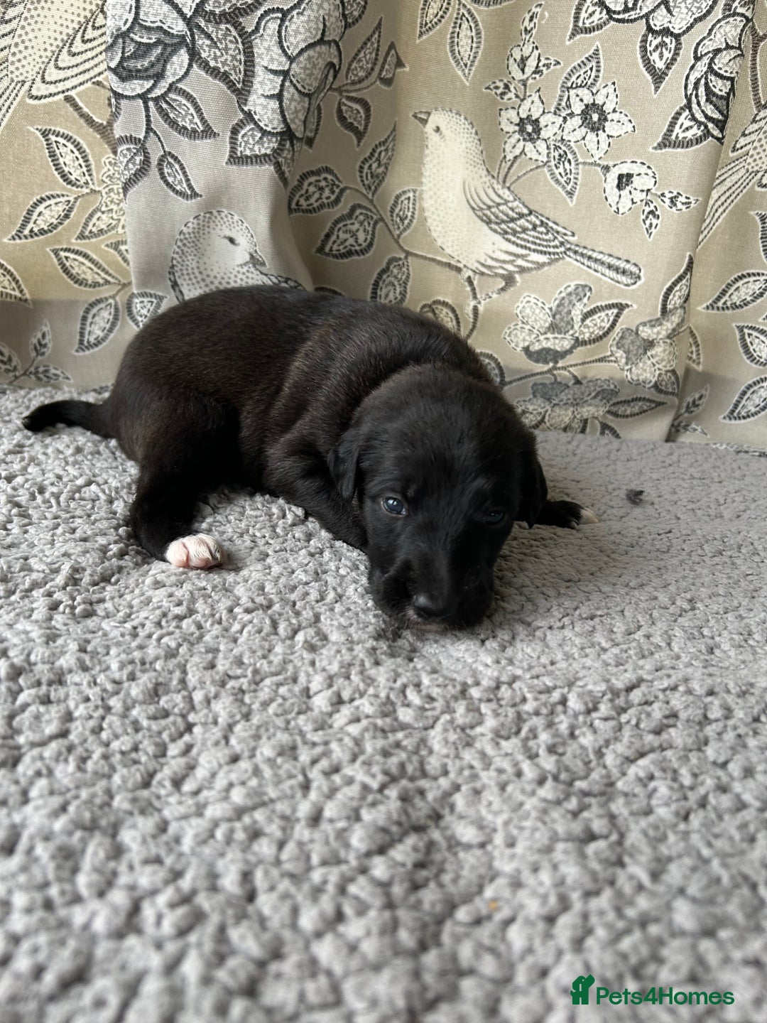 Lurcher dogs for sale: Beddy/whippet/greyhound  - Advert 5