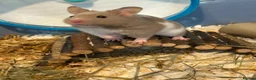 Hamster rodents for sale: Syrian Hamster  - Advert 2