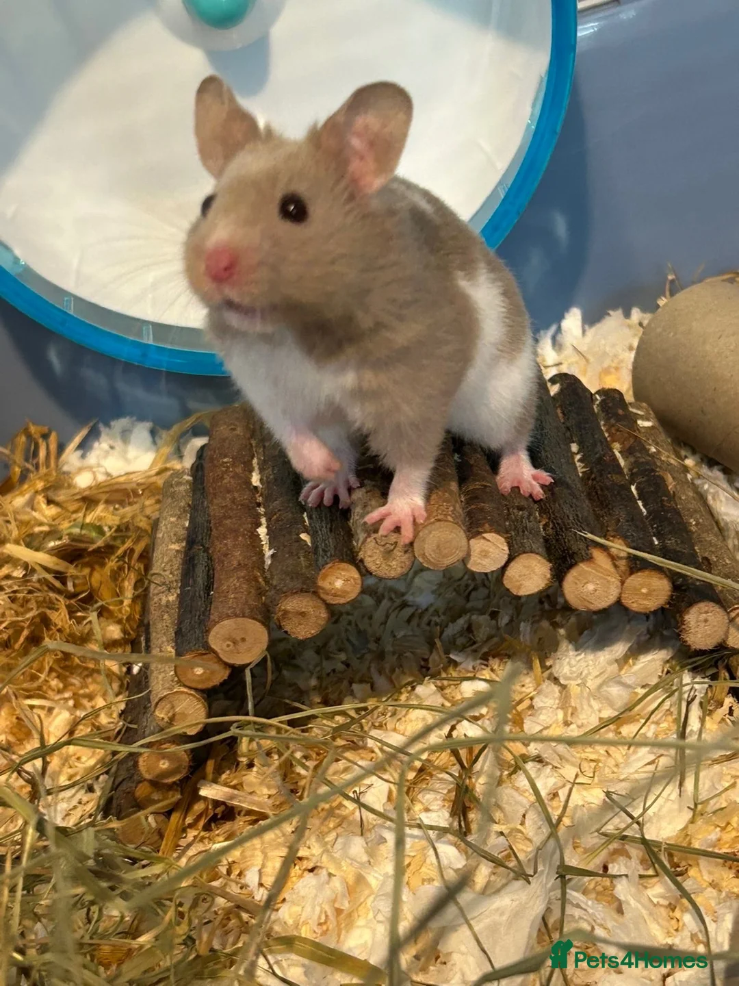 Hamster rodents for sale: Syrian Hamster  - Advert 2