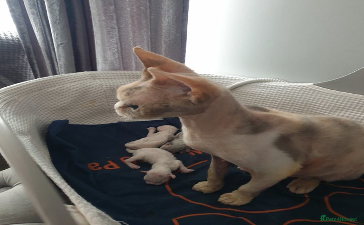 Devon Rex cats - Advert 1