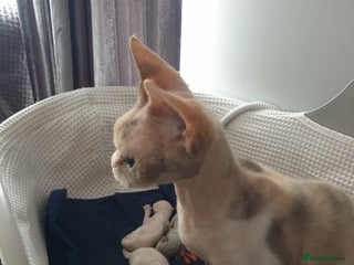 Devon Rex cats - Advert 3