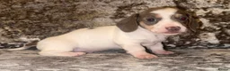 Miniature Dachshund dogs for sale: Miniature Dachshunds - Advert 13