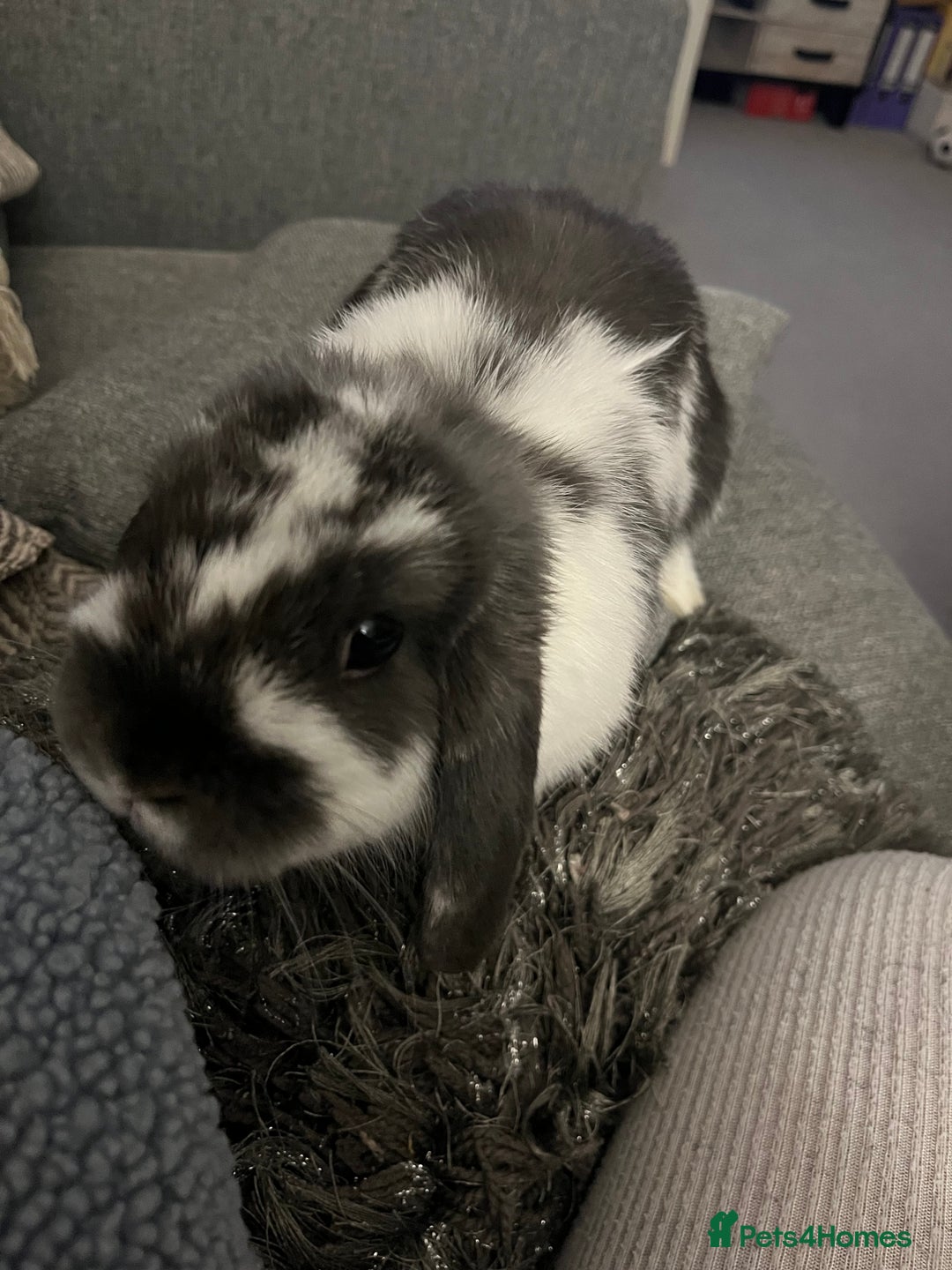Mini Lop rabbits for sale: Mini lop  - Image 3