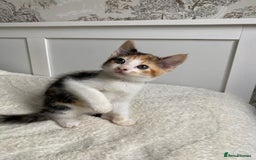 Domestic Shorthair cats for sale: Three Frank’s kittens - Image 2