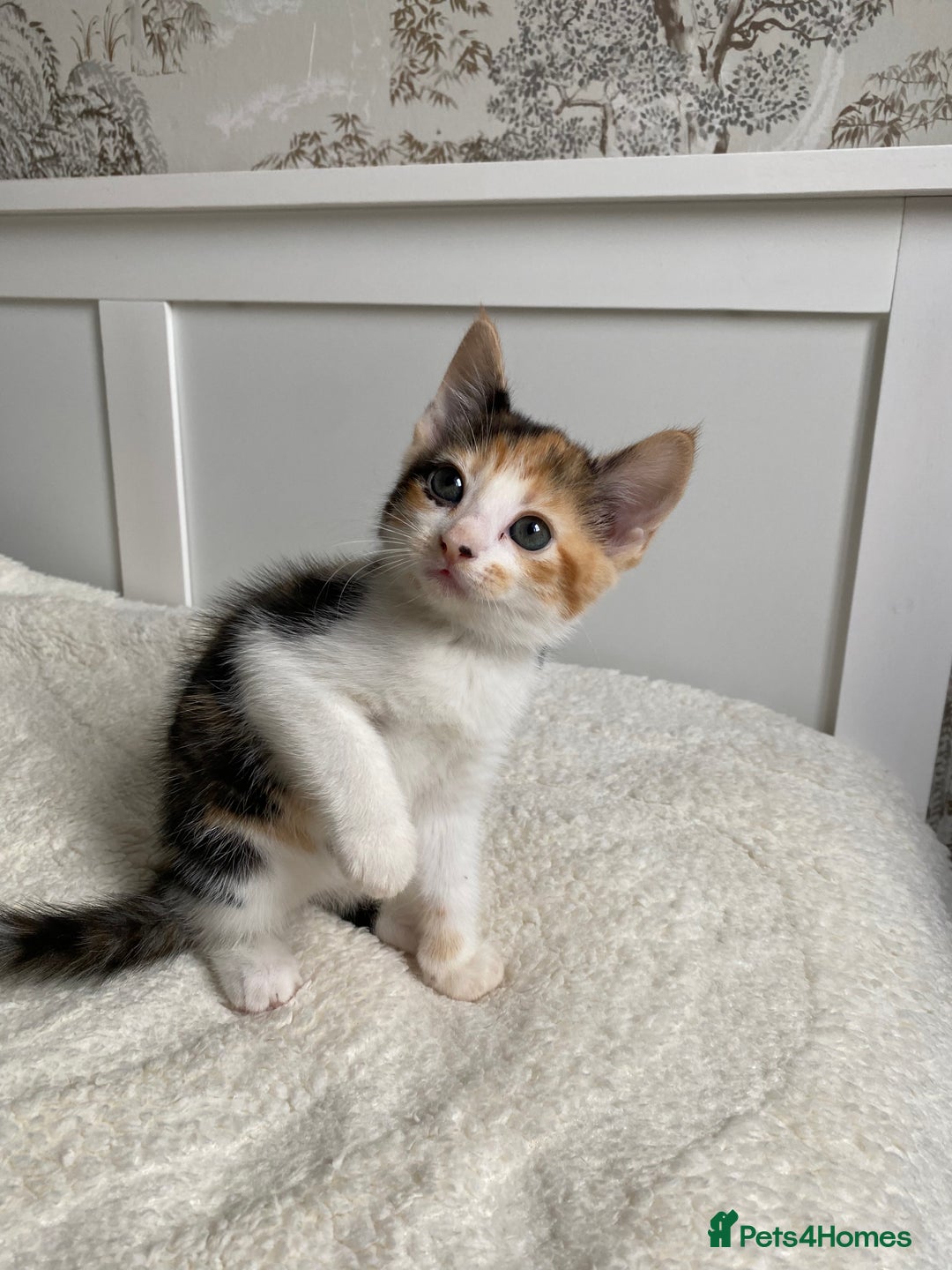 Domestic Shorthair cats for sale: Three Frank’s kittens - Image 2