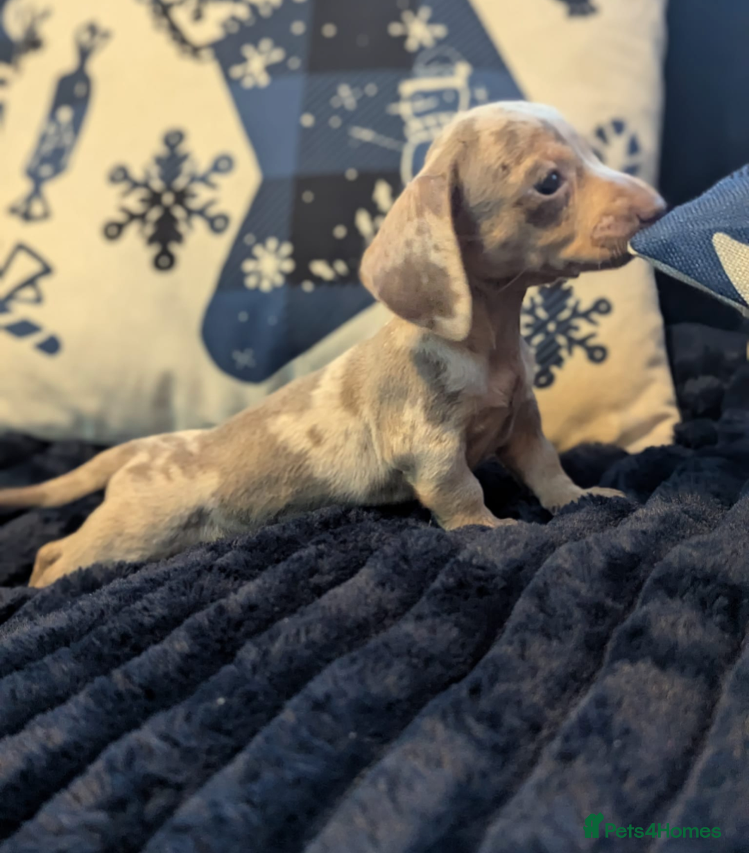 Miniature Dachshund dogs for sale: Miniature dachshund puppies  - Advert 2