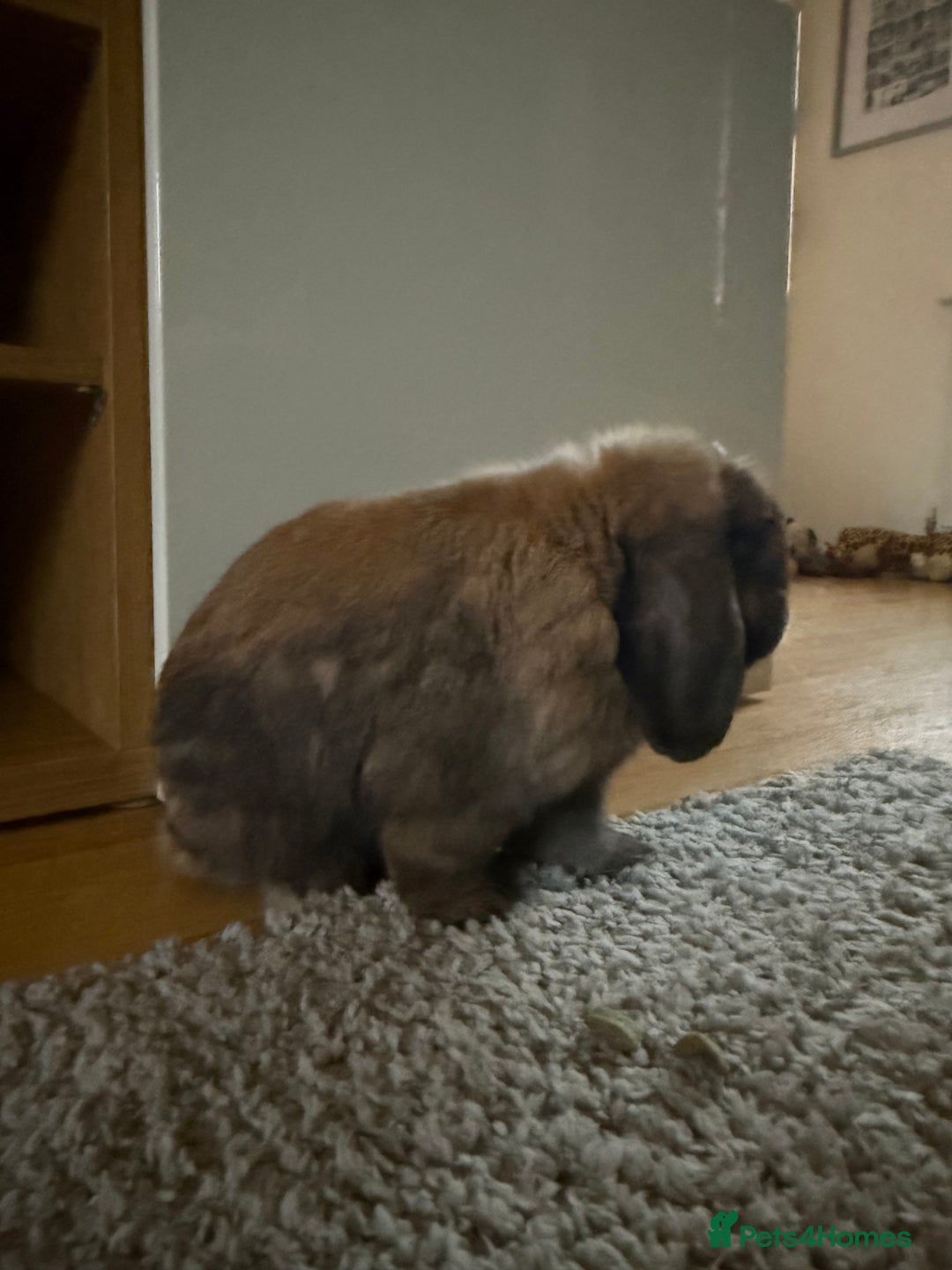 Mini Lop rabbits for sale: Theo Mini Lop - Image 4