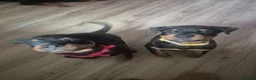 Rottweiler dogs for sale: 10 Week Old Rottweiler Girl - Advert 13