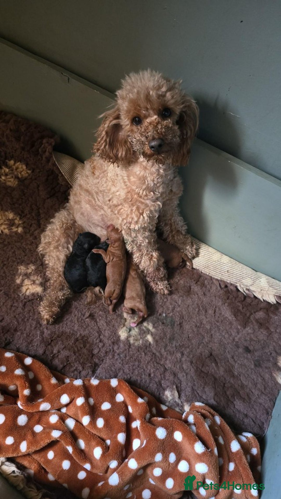 Miniature Poodle dogs for sale: Beautiful Fox Red Toy Poodle Puppy - Image 7