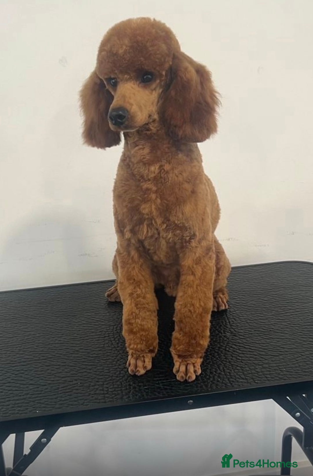 Cockapoo dogs for sale: BEAUTIFUL RED COCKAPOO PUPS HEALTH TESTED PARENTS - Advert 10