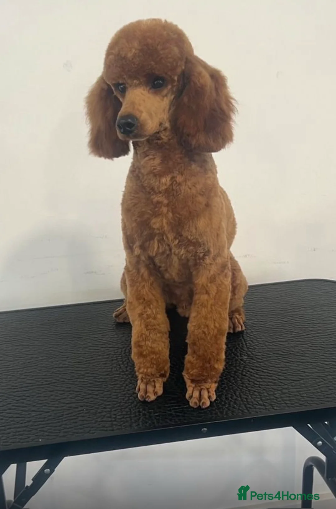 Cockapoo dogs for sale: BEAUTIFUL RED COCKAPOO PUPS HEALTH TESTED PARENTS - Advert 6