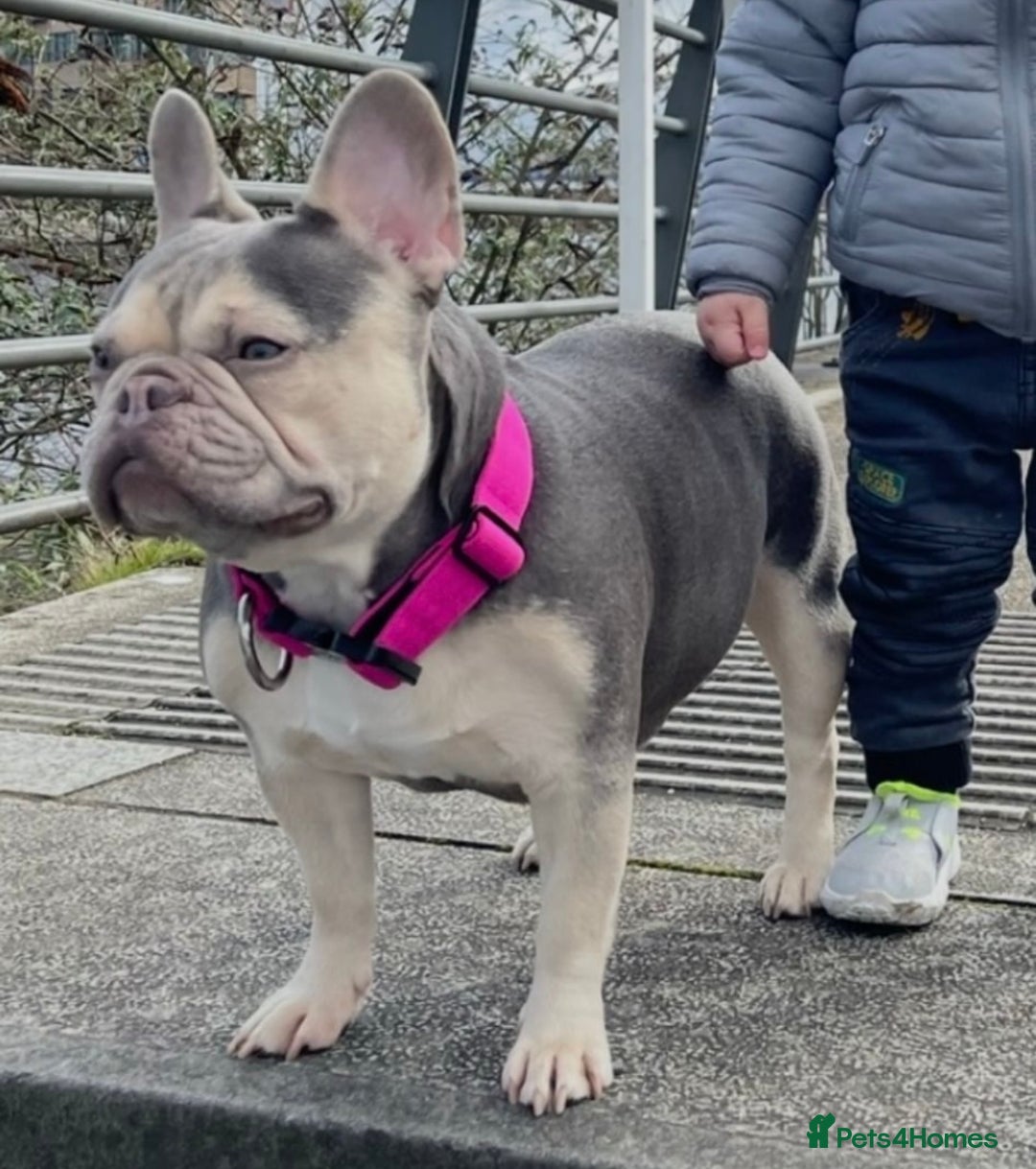 French Bulldog dogs for sale: KC lilac tan french bulldog  - Advert 4