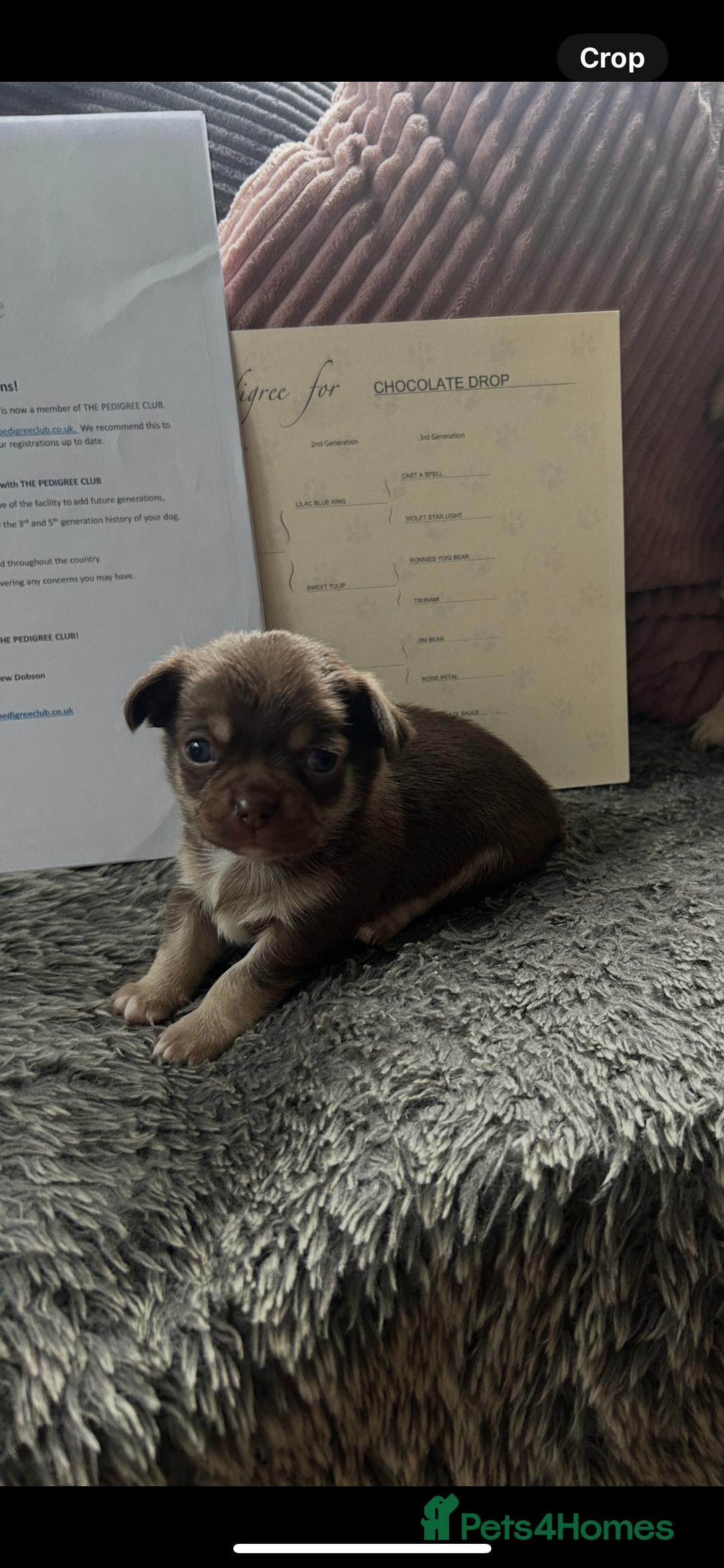 Chihuahua dogs for sale: Full pedigree Chihuahua puppies - Image 1
