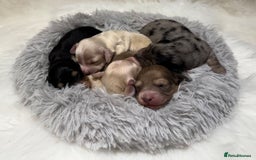 Miniature Dachshund dogs for sale: Exceptional champion PRA clear KC reg  - Image 2