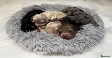 Miniature Dachshund dogs - Advert 2