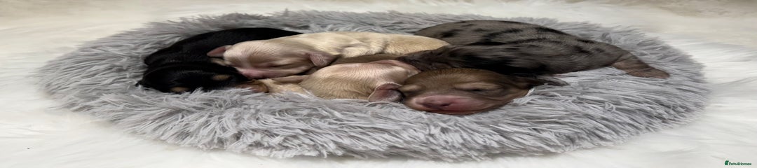 Miniature Dachshund Puppy 4 shaded