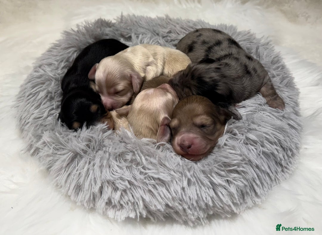 Miniature Dachshund dogs for sale: Exceptional champion PRA clear KC reg  - Image 2
