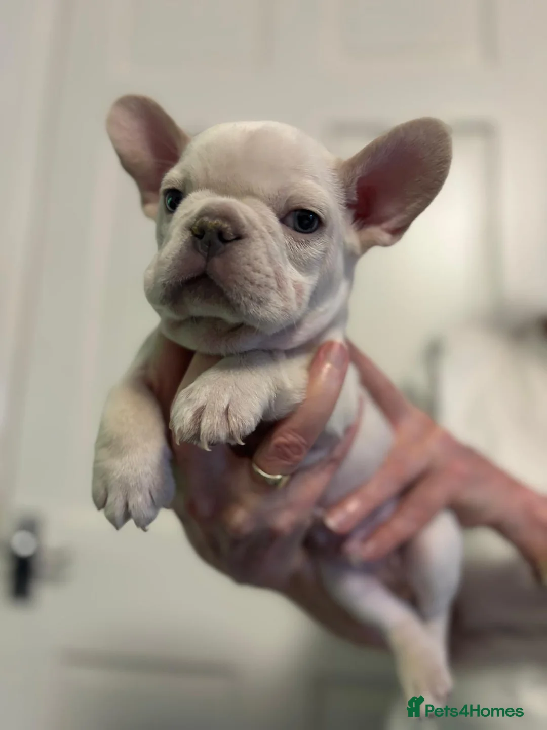 French Bulldog dogs for sale: Ready - Lilac Platinum - Fluffy Carriers - Advert 17