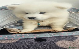Samoyed dogs for sale: Last Boy samoyed  - Image 8