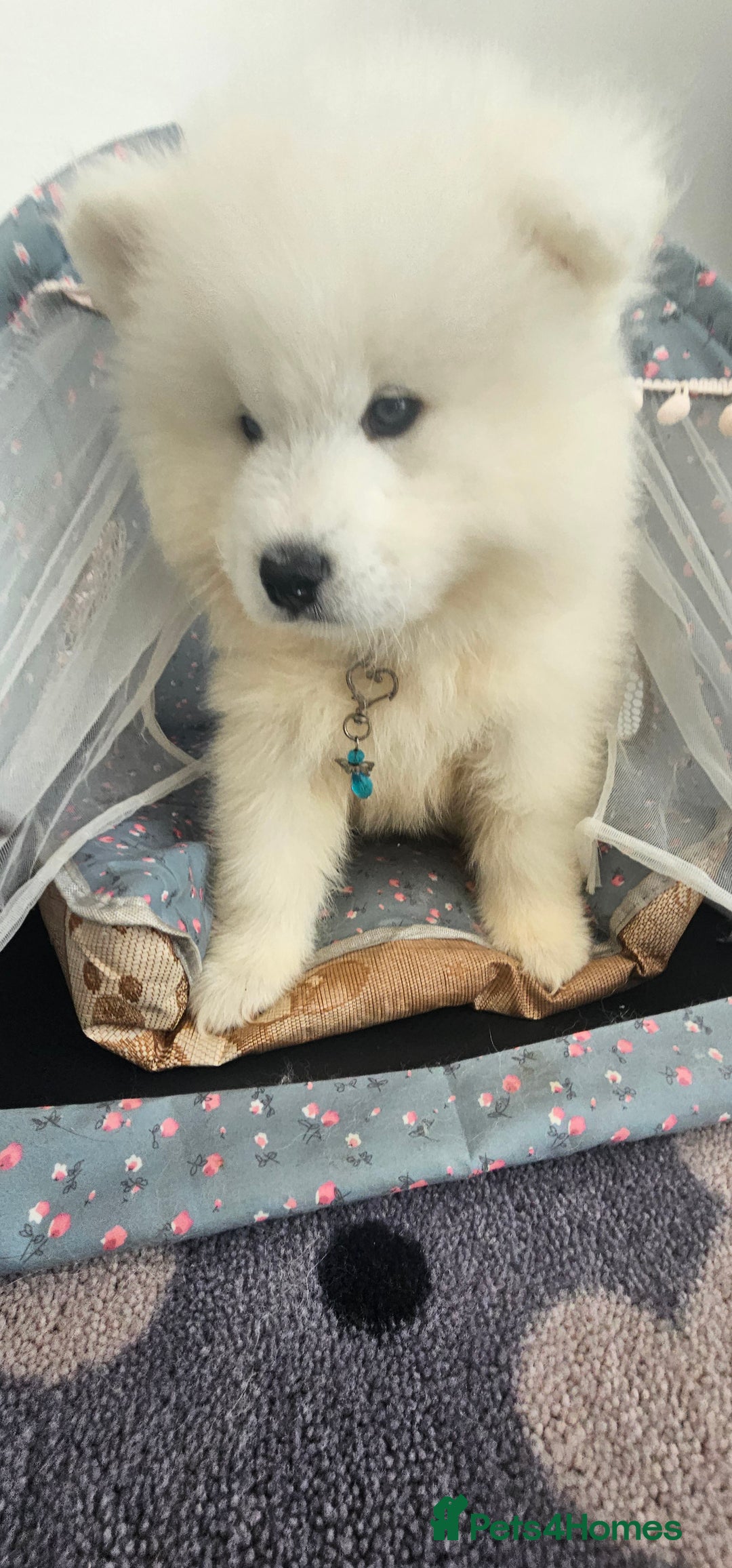 Samoyed dogs for sale: Last Boy samoyed  - Image 8