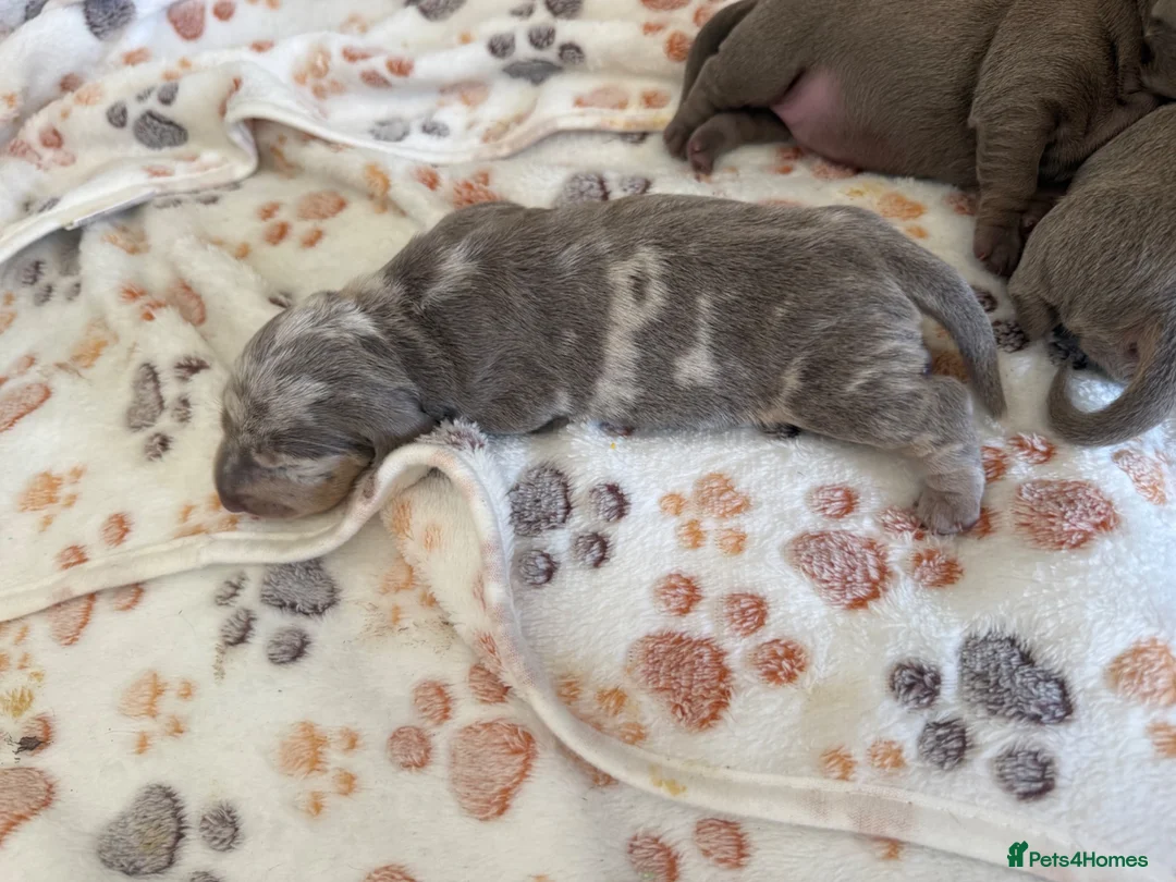 Miniature Dachshund dogs for sale: KC registered miniature daschunds  - Advert 38