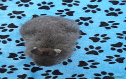 Netherland Dwarf rabbits for sale: 3 Netherland Dwarf bunnies ready 4 forever homes  - Image 12