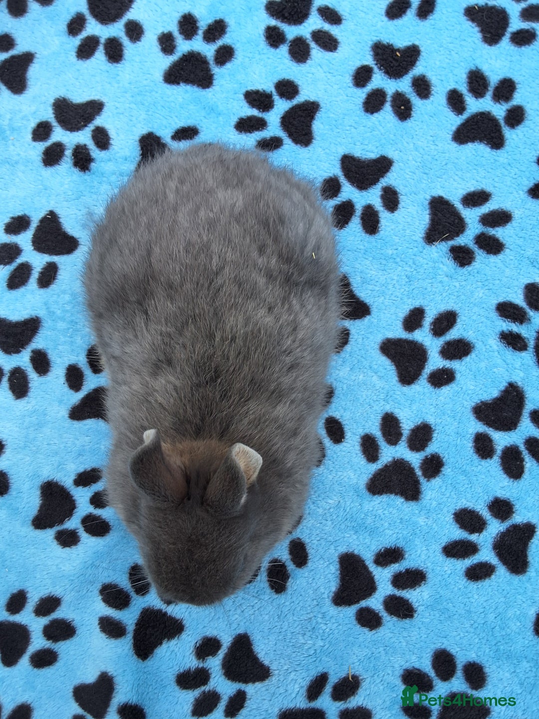 Netherland Dwarf rabbits for sale: 3 Netherland Dwarf bunnies ready 4 forever homes  - Image 12
