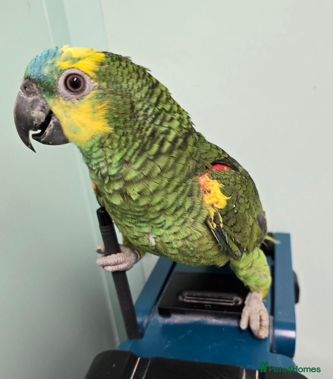 Parrots birds for sale: Cheeky Handreared Amazon's, Galah's & Caique's!!! - Advert 1