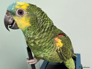 Parrots birds Cheeky Handreared Amazon's, Galah's & Caique's!!! - Advert 18