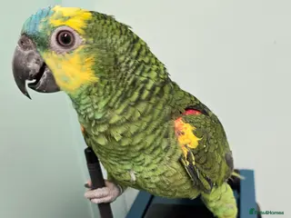 Parrots birds Cheeky Handreared Amazon's, Galah's & Caique's!!! - Advert 13
