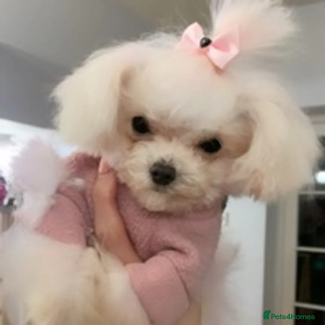 Toy Poodle dogs for stud: 7.5inch Toy HEALTH TESTED ASIAN IMPORT in Guildford - Advert 19