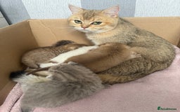 British Shorthair cats for sale: British shorthair kittens  - Image 32