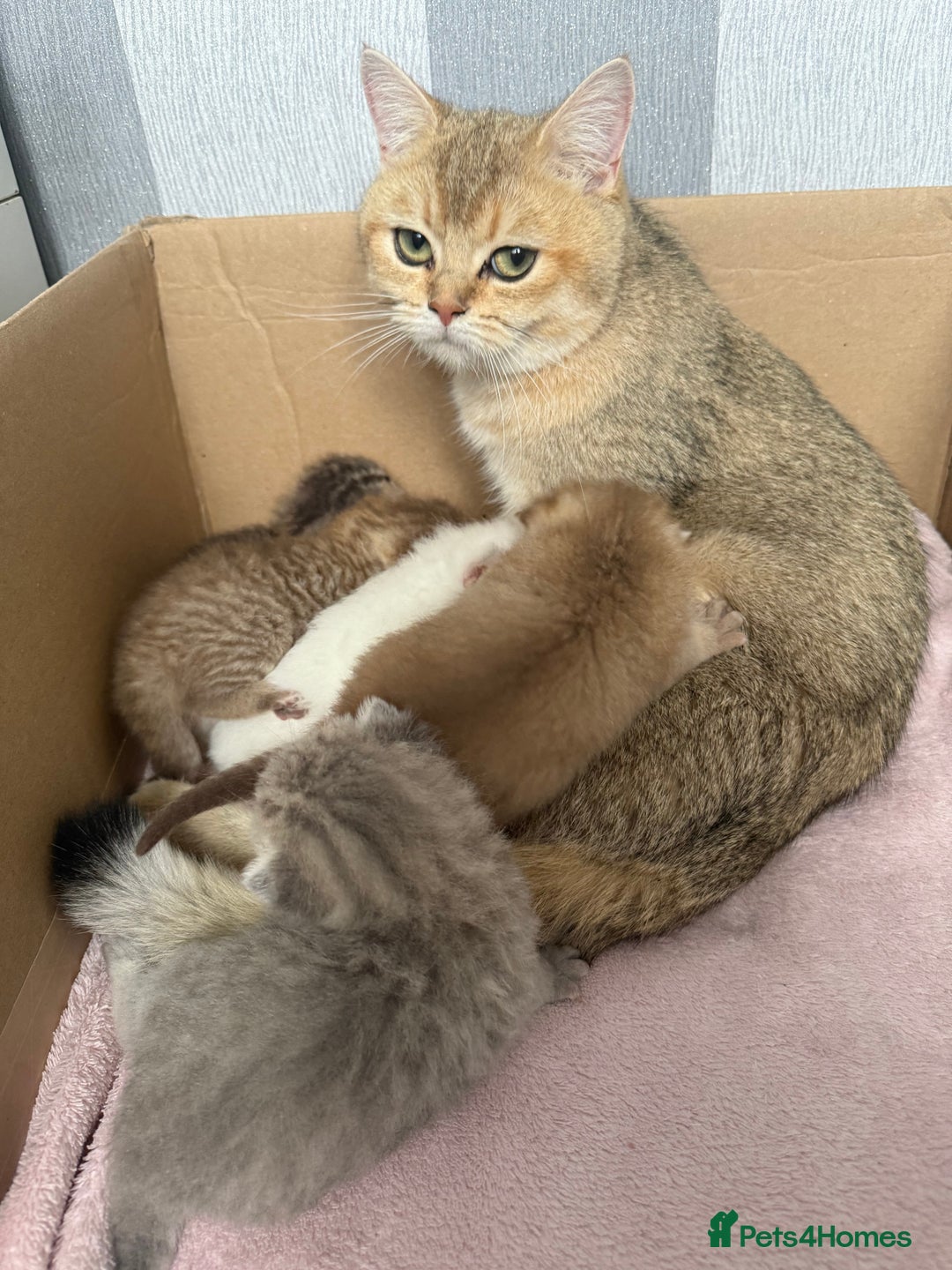 British Shorthair cats for sale: British shorthair kittens  - Image 32
