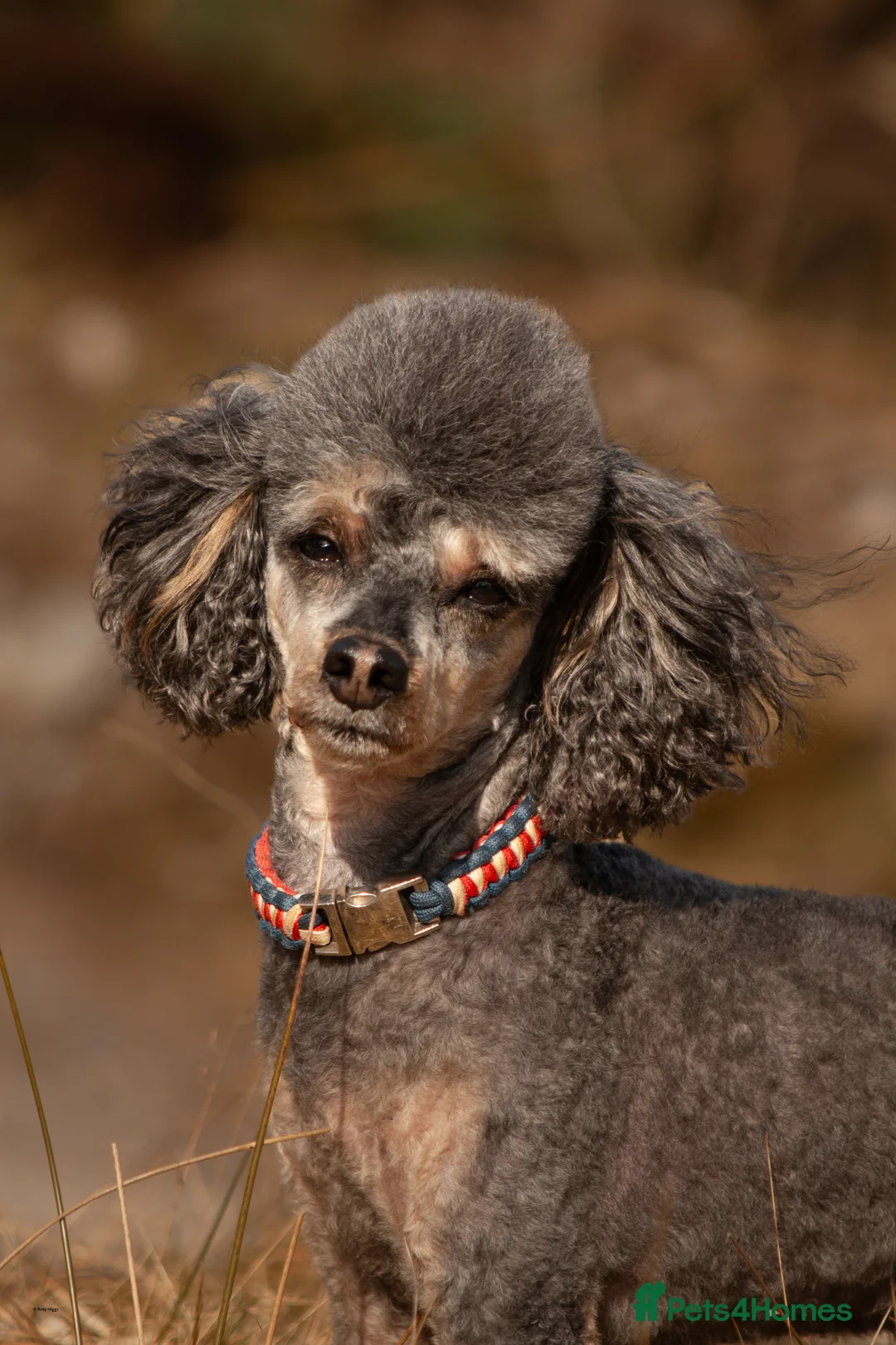 Toy Poodle dogs for stud: Phantom Toy poodle - Advert 9