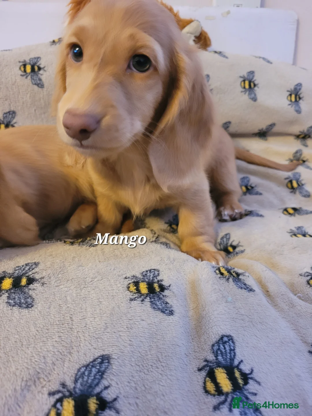 Dachshund dogs for sale: Long Haired KC Miniature Dachshund(LAST BOY) - Advert 4